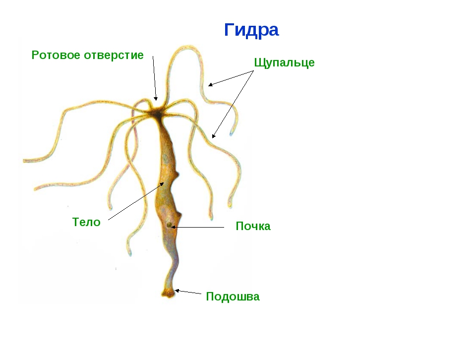 Кракен рабочая ссылка 2024