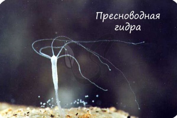 Как найти kraken