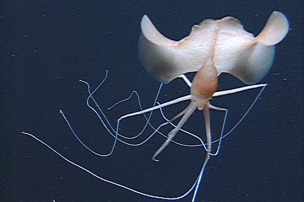 Кракен даркнет ссылка kraken link24 info
